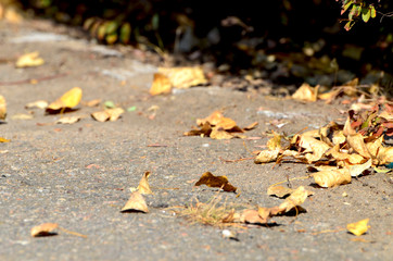 Autumn golden leaves on the ground,photo