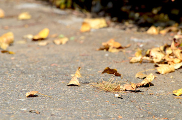 Autumn golden leaves on the ground,photo