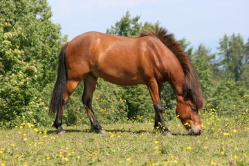 Fototapeta premium horse in the field