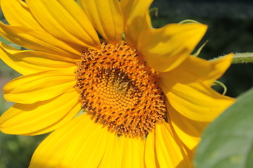 Yellow sunflower grows in summer beds.