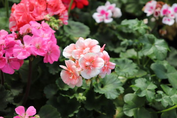 The beautiful landscape found in Praça da República which is also known as Praça das Flores is located in the center of Nova Petrópolis in Serra Gaúcha.