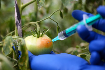 Female technologist hands in blue gloves pricked tomato with syringe and he began to blush....