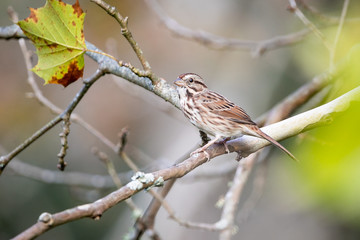 Song Sparrow 