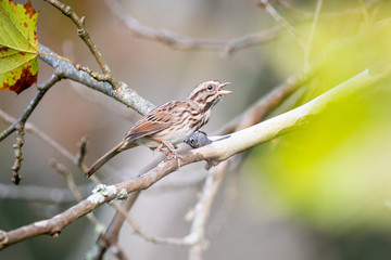 Song Sparrow 