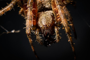Orb Weaver Spider Up Close