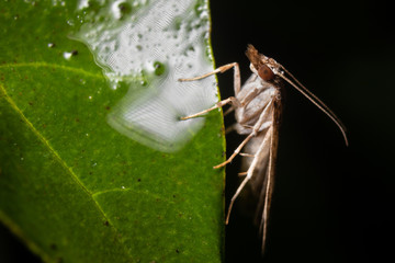 Miller on Leaf