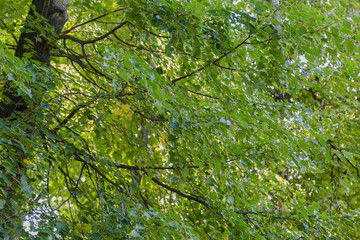 Crowns of trees against the blue sky.