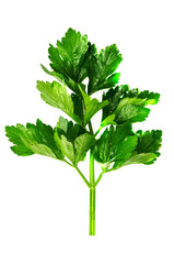 Celery leaf on a white background isolated.
