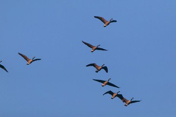 Canada Geese in Flight