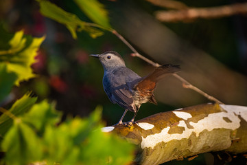 Gray Catbird