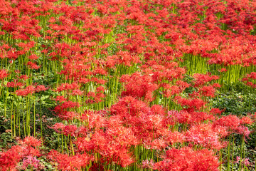 曼珠沙華　権現堂公園　埼玉県幸手市