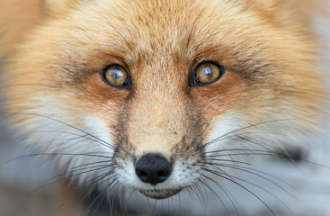 Red fox