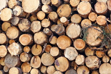Wood log raw yellow pile background