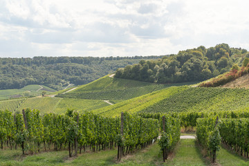 Landscape of Wine Yards in Remich, at the Mosel in Luxemburg