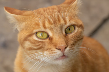 Orange cat close up curious, waiting for the food