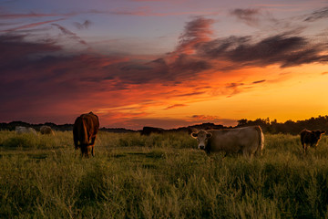 Sunset And Cows  