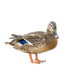 Female duck also called as a hen with brown and blue feathers isolated on white background, close up view