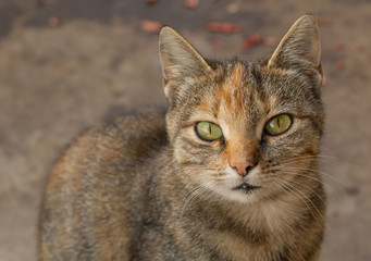 An adorable gray cat with green eyes. Copy Space