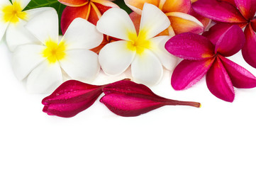 Tropical flowers frangipani (plumeria) isolated on white background 