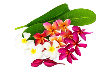 Tropical flowers frangipani (plumeria) isolated on white background 
