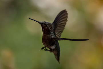 Black Humming bird