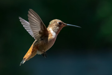 Hovering Humming bird