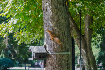 Young squirrel at a feeding trough on a tree.