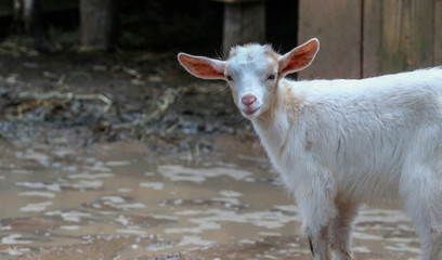 Obraz premium Baby Goat