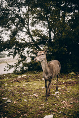 deer in the forest