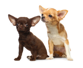 Cute small Chihuahua dogs on white background