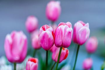 Naklejka premium Fresh pink tulips flowers on a sunny garden