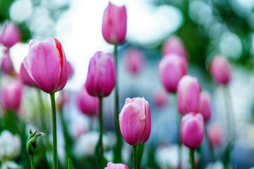 Fresh pink tulips flowers on a sunny garden