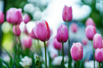 Fresh pink tulips flowers on a sunny garden