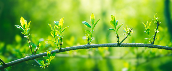Fresh young green leaves of twig growing in spring. Beautiful leaf natural background.