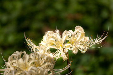 曼珠沙華　権現堂公園　埼玉県幸手市