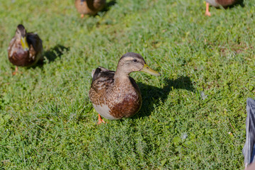 Gray wild ducks walk on the grass.