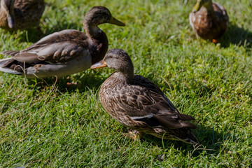 Gray wild ducks walk on the grass.