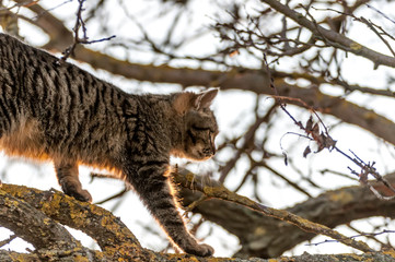 A housecat walking on a tree on a sunny day.