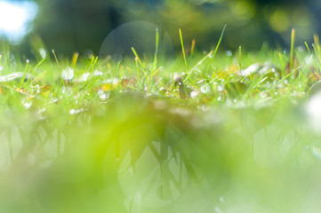 Closeup view of a dewy grass on a autumn day.