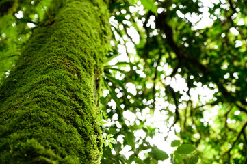 Photosynthesis of close-up leaves With bokeh in the background