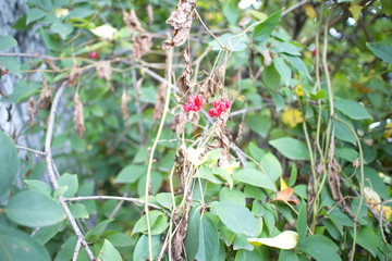 Red shriveled berries on an autumn bush