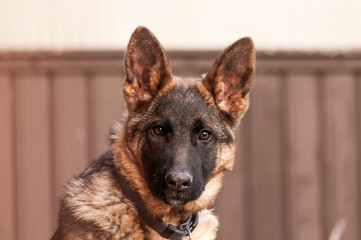 Portrait of a junior german shepherd dog.