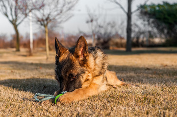 A junior german shepherd dog resting and playing with a ball in a backyard