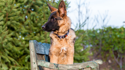 A beautiful junior german shepherd dog sitting on a bench in a backyard on an autumn day.