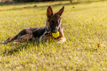 Portrait of a german shepherd puppy while resting and playing with a bacll in a backyard