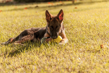 Portrait of a german shepherd puppy while resting and playing with a bacll in a backyard