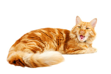 Ginger cat yawnig
