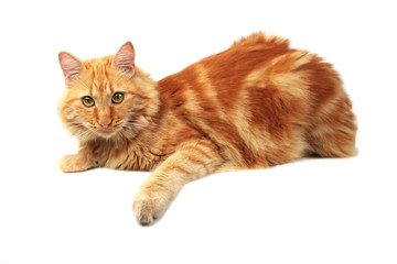 Fototapeta premium Ginger cat relaxing