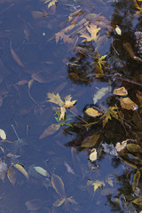 autumn background of fallen leaves in  puddle