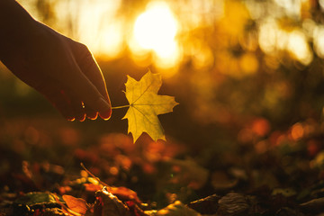 Yellow leaf in woman hand in sunny rays. Autumn mood. 